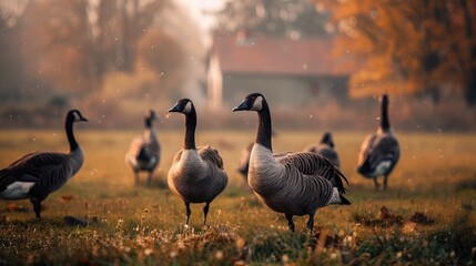 Obraz premium Geese Grazing in the Field
