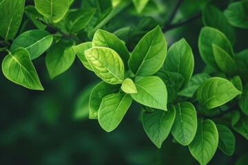 Close-up of lush green leaves with a soft-focus background, illuminated by natural sunlight