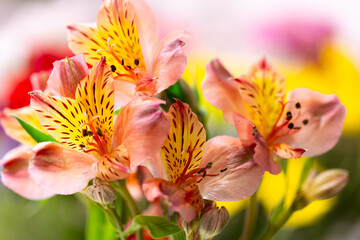 Selective focus closeup of pink and yellow Peruvian lilies with other colourful flowers in soft focus background