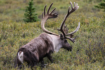 Caribou Denali National Park 