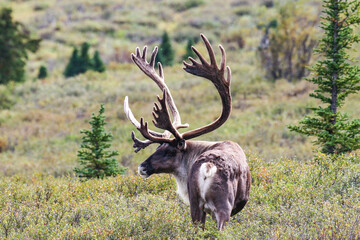 Caribou Denali National Park 