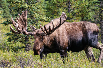 Moose in Denali National Park
