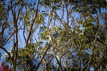 Wild Koala in a forest