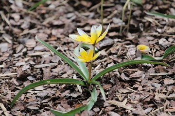 small yellow blooming flowers on a mulched bed in spring