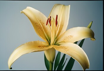 Close up flor de lirio el arte del ikebana flower concept