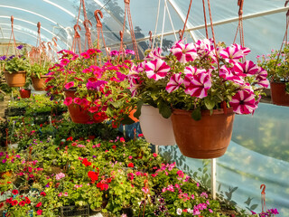 Brightly colored petunias in hanging pots in the flower greenhouse.