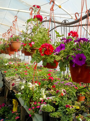 Variegated petunias in the flower greenhouse.