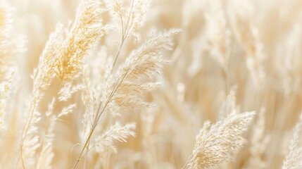 tranquil elegance soft wheat grasses in soothing beige hues minimalist natural background abstract nature photography