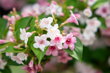 Obraz premium Weigela pink flower,pink and white flowers,Bush blooming with pink flowers, nature, summer. Plants in the garden,Weigela florida 'Suzanne'