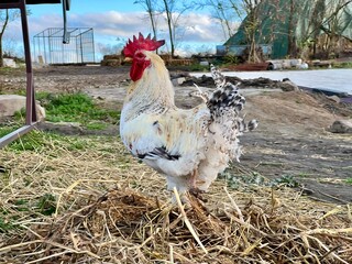 Beautiful male rooster on farm background