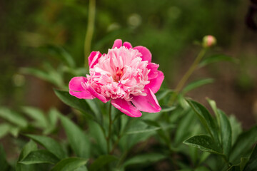 Blooming peony plant with beautiful pink flowers outdoors, closeup