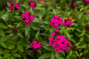 Bright pink Turkish carnation flower in the garden close-up,