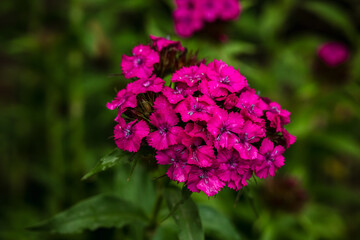 Bright pink Turkish carnation flower in the garden close-up