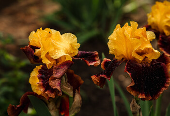 Close-up of yellow-brown iris flowers. Large cultivated flowers of bearded iris (Iris germanica). Iris flowers grow in the garden. Raindrops on flowers