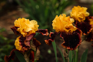 Close-up of yellow-brown iris flowers. Large cultivated flowers of bearded iris (Iris germanica). Raindrops on flowers