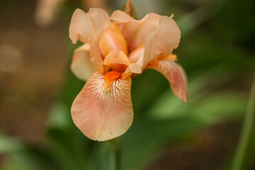Peach iris, iris against the backdrop of a bright green landscaped garden. Beautiful very large...