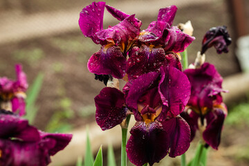 Purple irises in a blooming garden close-up,