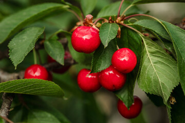 ripe sweet cherries on the tree