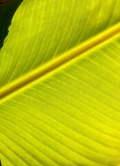 Fresh green banana plant leaf in the morning sun isolated close-up