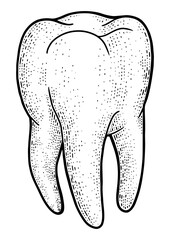 human tooth sketch engraving PNG illustration. T-shirt apparel print design. Scratch board imitation. Black and white hand drawn image.