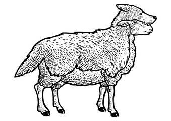 Sheep in wolf clothing sketch engraving PNG illustration. T-shirt apparel print design. Scratch board style imitation. Black and white hand drawn image.