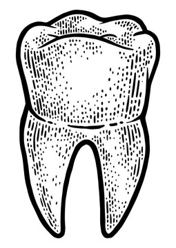 recommend clip art: human tooth sketch engraving PNG illustration. T-shirt apparel print design. Scratch board imitation. Black and white hand drawn image.