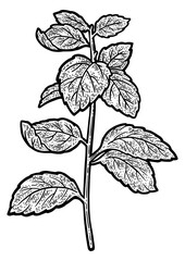 Mint Mentha plant sketch engraving PNG illustration. T-shirt apparel print design. Scratch board imitation. Black and white hand drawn image. © Oleksandr Pokusai