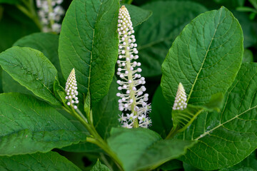 Beautiful Indian pokeweed or Phytolacca acinosa close up, alkiermes Phytolacca, Phytolacca Linnaeus