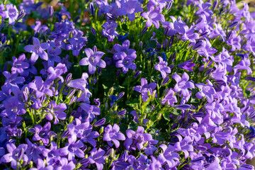 Obraz premium purple flowers,Campanula portenschlagiana, beautiful purple flowers of Campanula portenschlagiana, violet flowers