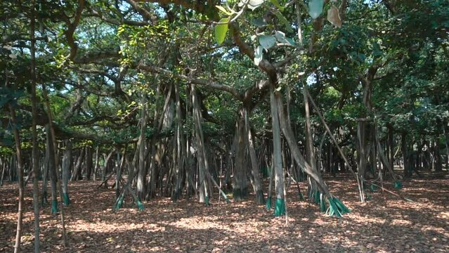 Slow motion video, Great Banyan tree,Ficus benghalensis,at Acharya Jagadish Chandra Bose Botanic Garden, Shibpur,Howrah,India. Largest tree specimen in the world in the Guinness Book of World Records.