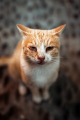 Fototapeta premium Upset and tattered cat on the street.