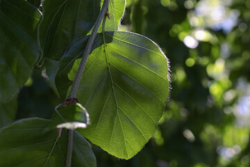 Leaf in sunlight. Nature background