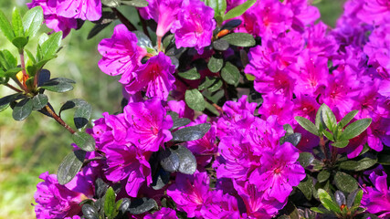Nature background with violet azaleas
