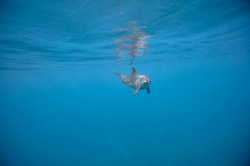 Common bottlenose dolphin tursiops truncatus underwater