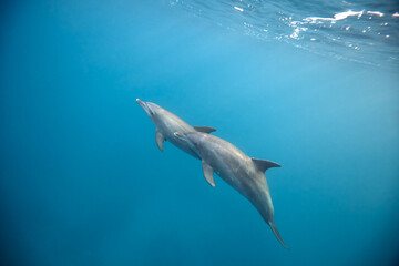 Common bottlenose dolphin tursiops truncatus underwater