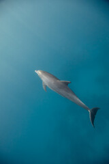 Common bottlenose dolphin tursiops truncatus underwater