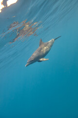 Obraz premium Common bottlenose dolphin tursiops truncatus underwater