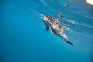 Naklejka premium Common bottlenose dolphin tursiops truncatus underwater
