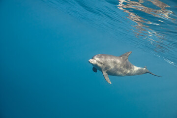 Naklejka premium Common bottlenose dolphin tursiops truncatus underwater