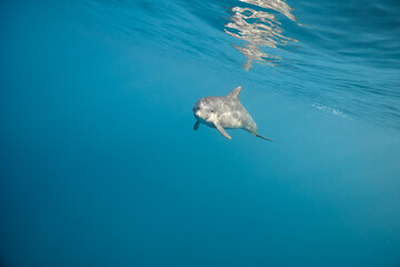 Naklejka premium Common bottlenose dolphin tursiops truncatus underwater