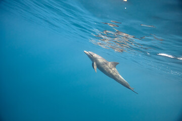 Common bottlenose dolphin tursiops truncatus underwater