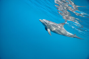 Naklejka premium Common bottlenose dolphin tursiops truncatus underwater