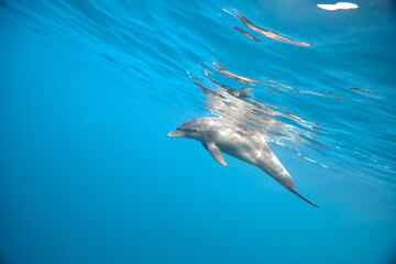 Naklejka premium Common bottlenose dolphin tursiops truncatus underwater