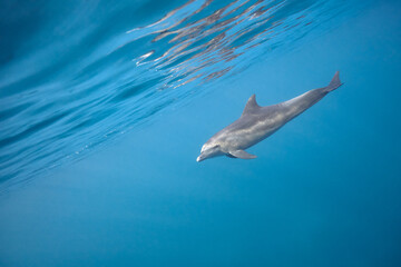 Common bottlenose dolphin tursiops truncatus underwater