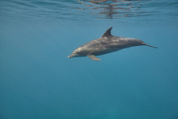 Fototapeta premium Common bottlenose dolphin tursiops truncatus underwater
