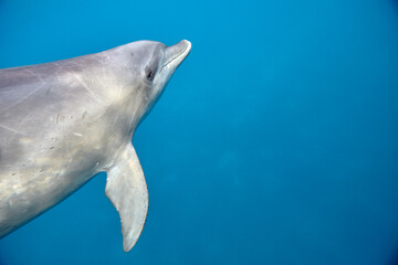 Naklejka premium Common bottlenose dolphin tursiops truncatus underwater