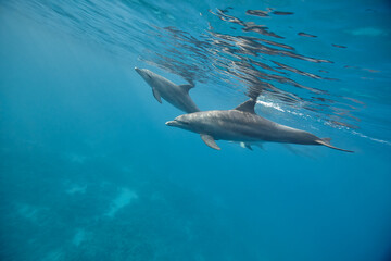 Fototapeta premium Common bottlenose dolphin tursiops truncatus underwater
