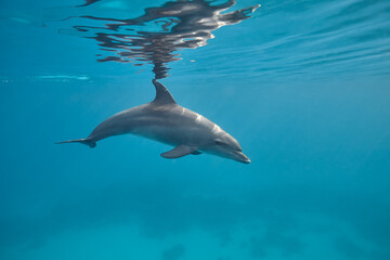 Common bottlenose dolphin tursiops truncatus underwater