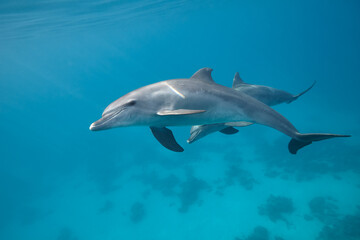 Common bottlenose dolphin tursiops truncatus underwater