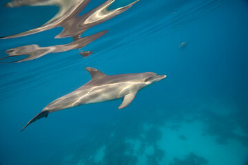 Common bottlenose dolphin tursiops truncatus underwater